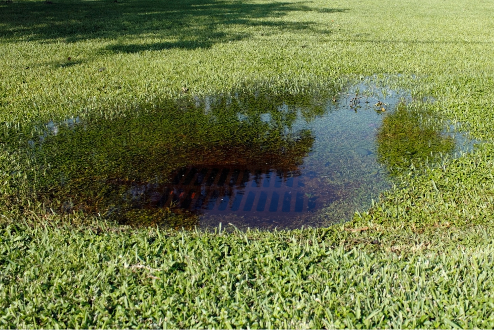 an image of grass and standing water of an overflowing storm drain on a Georgia property