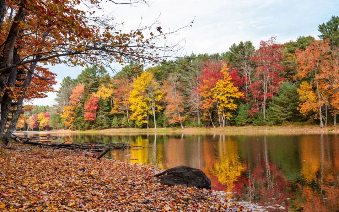 Why Fall Is The Best Season For Retention Pond Maintenance: Prepare For Spring Growth