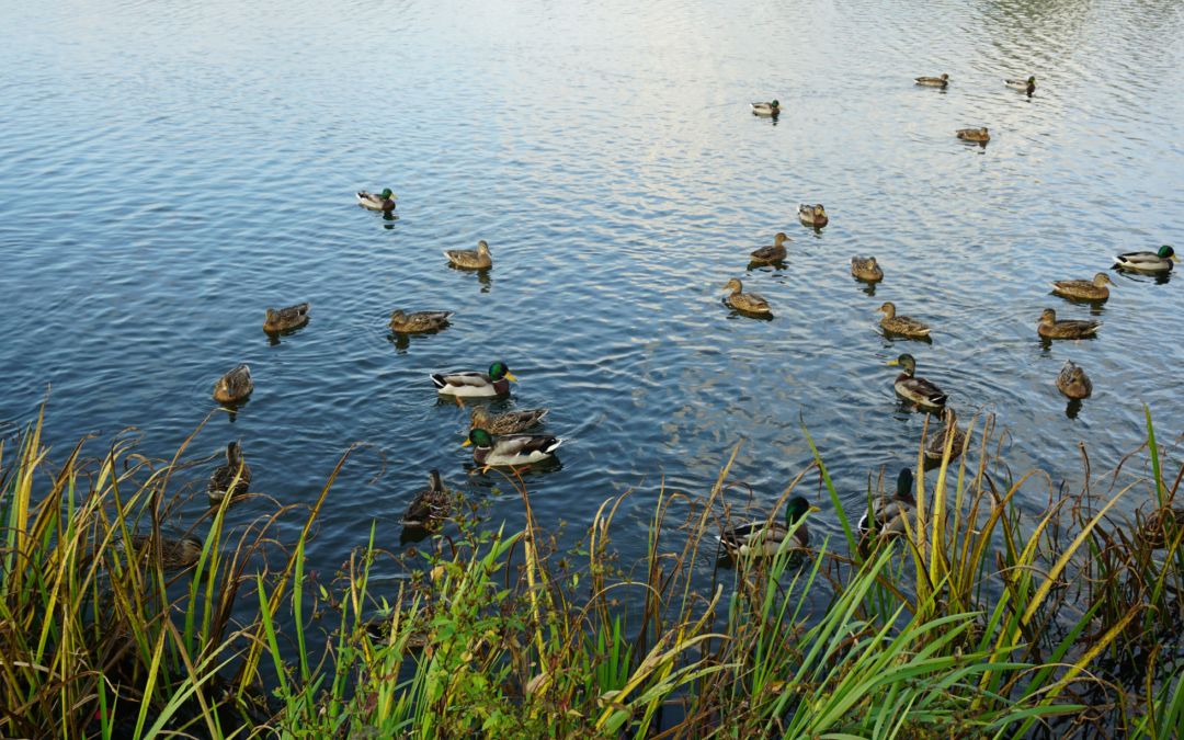 6 Reasons To Maintain A Retention Pond’s Natural Shoreline